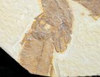 Bargain Knightia Fossil Fish Plate #10894-2